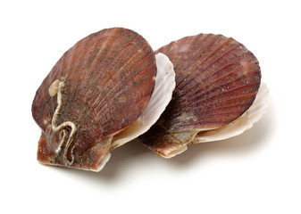 Raw scallop on white background 