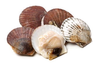 Raw scallop on white background 