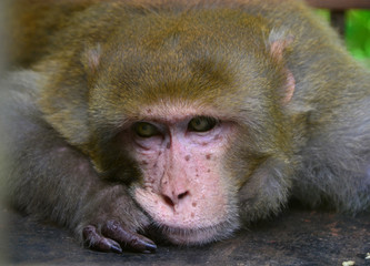 A lone macaque portrait