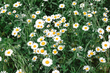 Fototapeta premium Summer field of daisies.
