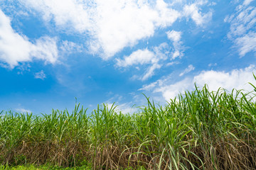 Landscape of Ishigaki Island