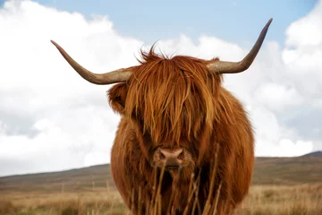 Zelfklevend Fotobehang Schotse hooglander Hooglandkoe staande in het veld met heuvels op de achtergrond