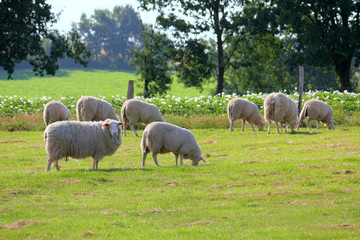 Obraz na płótnie Canvas Sheep on the pasture, Germany. Backlit photography