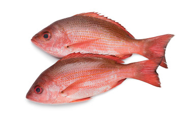Two Northern red snappers - obrazy, fototapety, plakaty