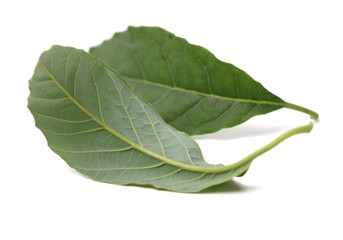 leaf of avocado tree isolated on white background