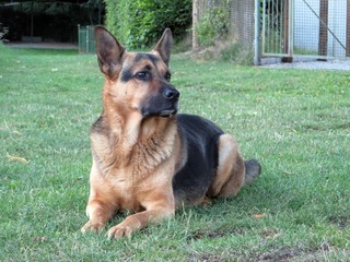 Deutscher Schäferhund auf dem grünen Rasen