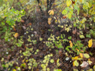 Spider wen covered with little drops of humidity early morning time in the forest