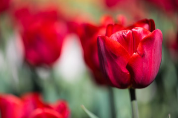 Beautiful bouquet of tulips nature background.