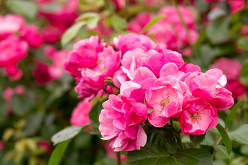 Flowering rose bushes. Germany. Europe