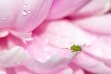 mały zielony owad na płatkach kwiatu