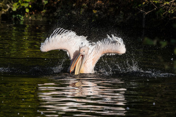 Great White Pelican, Pelecanus onocrotalus in the zoo