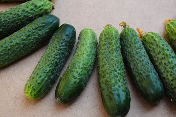 Fresh green cucumbers. Vegetarian food. Cucumber contains vitami