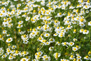 Daisy flowers knoown as "Matricaria chamomilla" daisies garden background