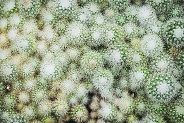 Plante verte d'intérieur en décoration, cactus