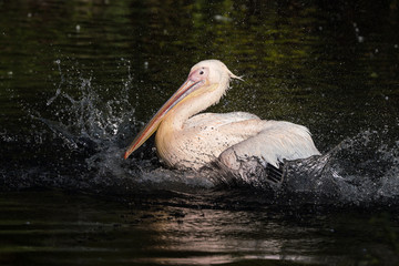 Great White Pelican, Pelecanus onocrotalus in the zoo