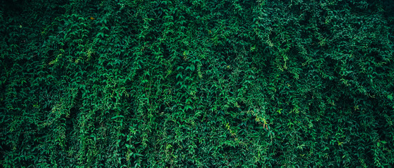 Wooden bench on the beautiful ivy background. Green leaves and place to relax.
