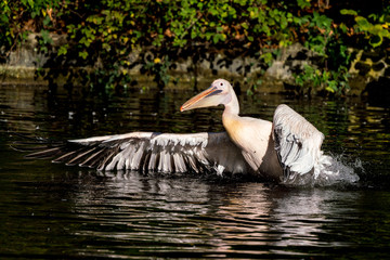 Great White Pelican, Pelecanus onocrotalus in the zoo