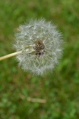 Flower in the forest