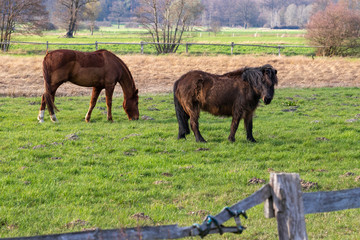 Two horses in the pasture, Germany.