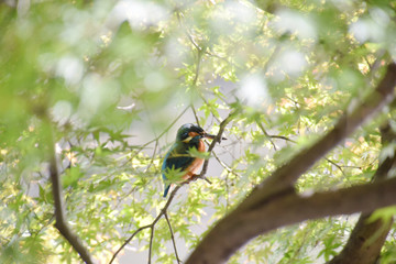 a kingfisher bird in the shade of fresh green / 木陰に隠れるカワセミ