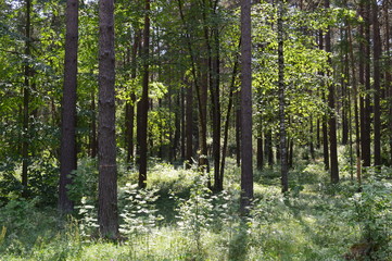 Obraz premium trees in the forest