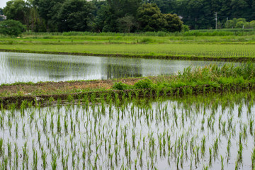 田植えが終わったばかりの初夏の見沼田んぼの風景