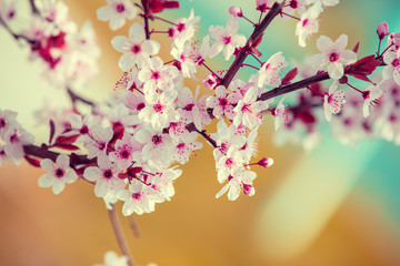 Colorful blooming cherry tree branch. Cherry orchard