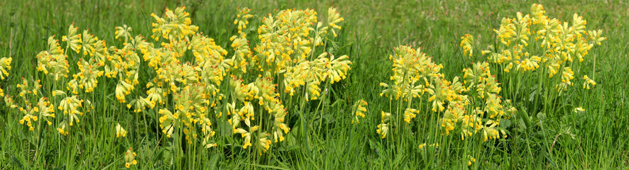  Echte Schlüsselblume (Primula veris) Panorama