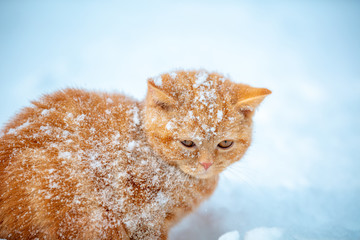 Fototapeta premium Cute red kitten covered with snow in the winter garden