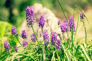 Hyacinth plant in the spring garden. Nature background