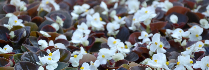 White Begonia cucullata also known as wax begonia and clubed begonia
