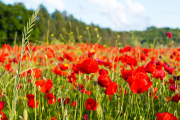 Poppy flowers in the tuscan countryside in Italy