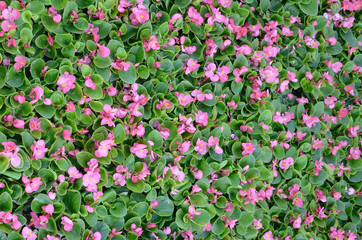 Cover photo of pink begonia flowers floral pattern