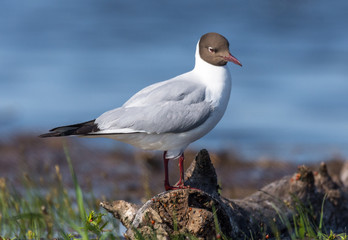 Seagull on a log.