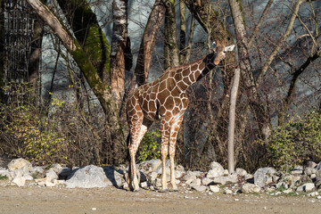 The giraffe, Giraffa camelopardalis is an African mammal