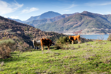 Fototapeta premium The cows graze by the lake Mornos in the mountains (Central Greece)