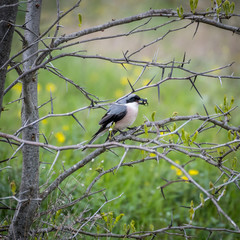 Isolated close up of a single lesser grey Shrike bird in the wild feeding off a black beetle- delta Danube Romania