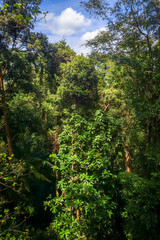 Canopy in jungle, Taman Negara national park, Malaysia