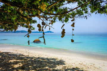 Hanging coral on Turtle Beach, Perhentian Islands, Terengganu, Malaysia