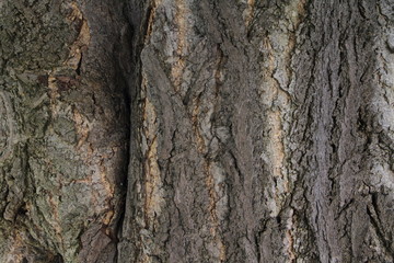 Baumrinde 