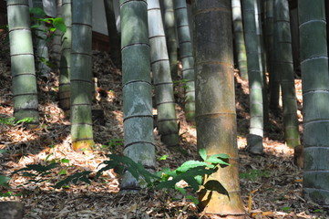 竹林の涼しさ
