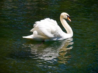 Swan floating on the waterin Vorontsovsky park