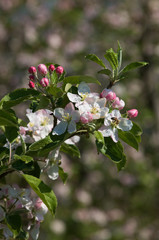 Apfelblüte am Bodensee