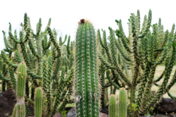 "Echinopsis spachiana" cactus tree, commonly known as the golden torch, torch cactus or golden column.