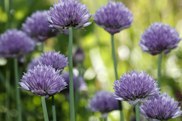 Blossoms of chives Allium schoenoprasum
