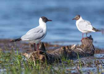 Seagull on a log.