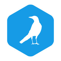 Icono plano silueta cuervo en hexágono color azul