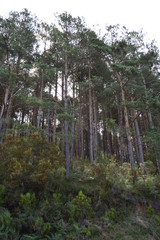 Forest Of High Eucalyptus The Mountains Of Galicia Full Of Valleys Pine Forests Meadows And Forests Of Eucalyptus In Rebedul. August 3, 2013. Rebedul, Lugo, Galicia, Spain. Rural Tourism, Nature.