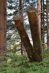 Portrait Of Two Cut Trunks The Mountains Galicia Fence Valleys Pine Forests Meadows And Forests Of Eucalyptus In Rebedul. August 3, 2013. Rebedul, Lugo, Galicia, Spain. Rural Tourism, Nature.