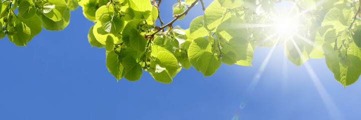Frühling 483